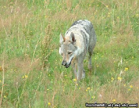 Tschechoslowakischer Wolfhund Hunde Foto 10230 Tschechoslowakischer Wolfhund Jolly z Molu Es