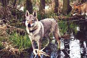 Tschechoslowakischer Wolfhund Hunde Foto 330 Tschechoslowakischer Wolfhund Tschechischer Wolfshund