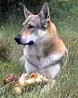 Tschechoslowakischer Wolfhund Hunde Foto 331 Tschechoslowakischer Wolfhund Tschechischer Wolfshund
