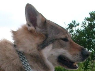 Tschechoslowakischer Wolfhund Argon