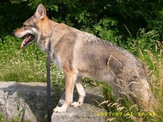 Tschechoslowakischer Wolfhund Hunde Foto 38993 Tschechoslowakischer Wolfhund Argon