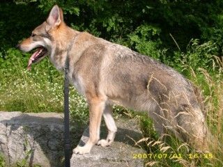 Tschechoslowakischer Wolfhund Argon