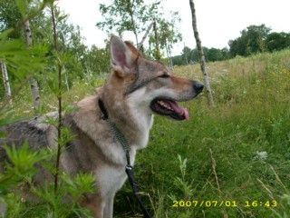 Tschechoslowakischer Wolfhund Argon