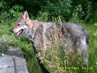 Tschechoslowakischer Wolfhund Hunde Foto 38995 Tschechoslowakischer Wolfhund Argon