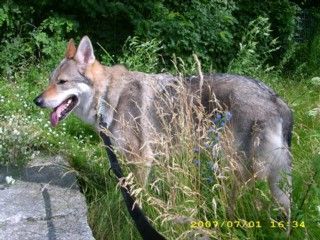 Tschechoslowakischer Wolfhund Argon