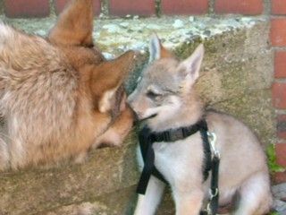 Tschechoslowakischer Wolfhund Argon und sein kleiner Kumpel Askan