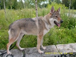 Tschechoslowakischer Wolfhund Argon