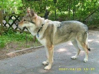 Tschechoslowakischer Wolfhund Argon