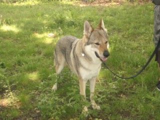 Tschechoslowakischer Wolfhund Hunde Foto 38492 Tschechoslowakischer Wolfhund Argon