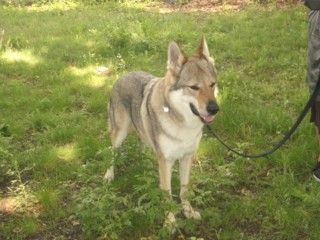 Tschechoslowakischer Wolfhund Argon