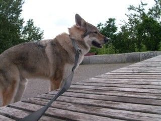 Tschechoslowakischer Wolfhund Argon will hoch hinaus