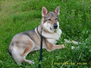 Tschechoslowakischer Wolfhund Argon