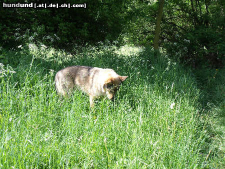 Tschechoslowakischer Wolfhund 'Rex'