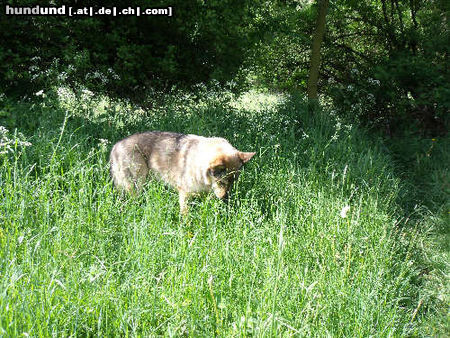 Tschechoslowakischer Wolfhund Hunde Foto 45780 Tschechoslowakischer Wolfhund 'Rex'