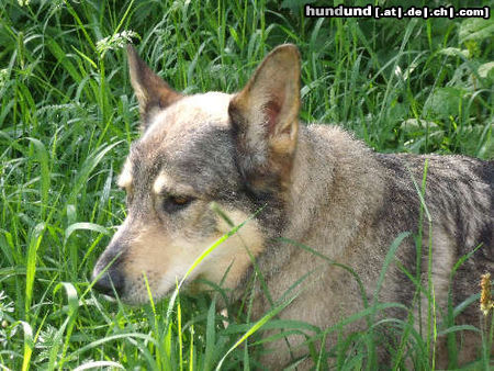 Tschechoslowakischer Wolfhund 'Rex'