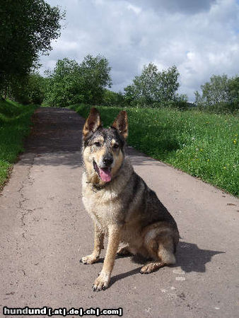 Tschechoslowakischer Wolfhund 'Rex'