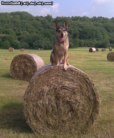 Tschechoslowakischer Wolfhund 'Rex'