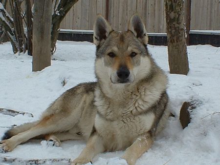 Tschechoslowakischer Wolfhund Hunde Foto 2056 Tschechoslowakischer Wolfhund Cryingwolf Angelo