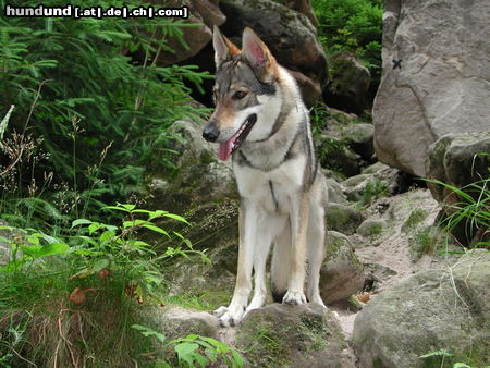 Tschechoslowakischer Wolfhund Hunde Foto 24283 Tschechoslowakischer Wolfhund Inka jr.Eden Severu