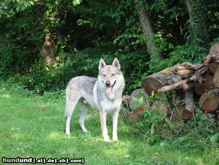 Tschechoslowakischer Wolfhund Hunde Foto 6314 Tschechoslowakischer Wolfhund Falco crying wolf