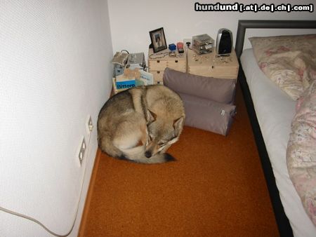 Tschechoslowakischer Wolfhund Hunde Foto 6315 Tschechoslowakischer Wolfhund Falco crying wolf