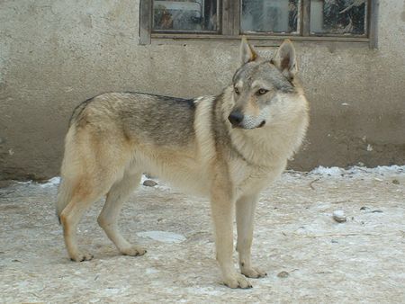 Tschechoslowakischer Wolfhund Hunde Foto 2058 Tschechoslowakischer Wolfhund Forrest Crying Wolf