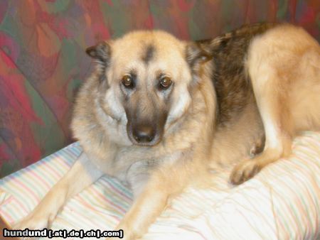 Tschechoslowakischer Wolfhund Hunde Foto 17289 Tschechoslowakischer Wolfhund Julia
