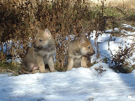 Tschechoslowakischer Wolfhund Hunde Foto 2258 Tschechoslowakischer Wolfhund Juma&Jaskin