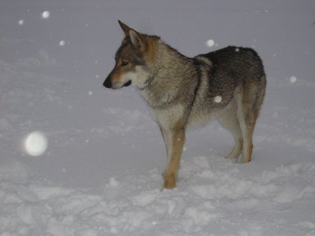 Tschechoslowakischer Wolfhund Hawk Eye Eden severu