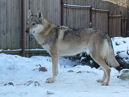Tschechoslowakischer Wolfhund Hunde Foto 2257 Tschechoslowakischer Wolfhund Mona z Krotkovského Dvora