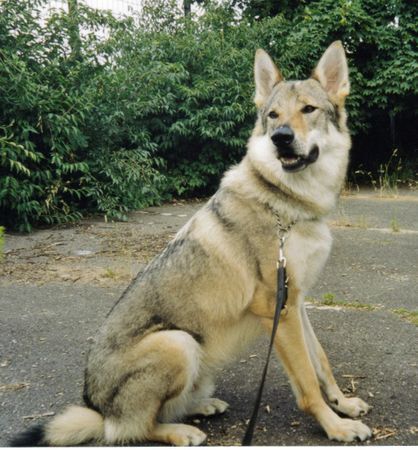 Tschechoslowakischer Wolfhund Argon