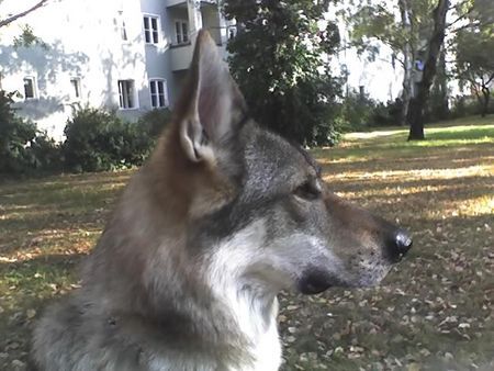 Tschechoslowakischer Wolfhund Argon