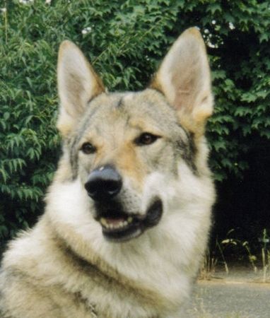 Tschechoslowakischer Wolfhund Argon