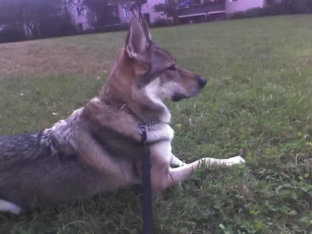 Tschechoslowakischer Wolfhund Argon