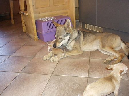 Tschechoslowakischer Wolfhund Unsere TWH Isis Mit Chihuahua+ Mischlingen