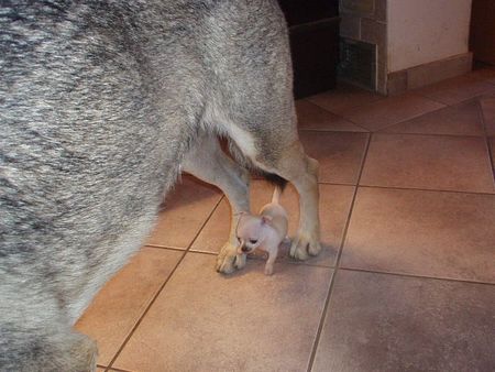 Tschechoslowakischer Wolfhund Hunde Foto 1429 Tschechoslowakischer Wolfhund Unsere TWH Isis Mit Chihuahua+ Mischlingen