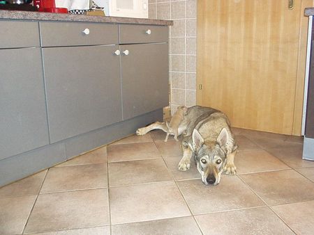 Tschechoslowakischer Wolfhund Hunde Foto 1430 Tschechoslowakischer Wolfhund Unsere TWH Isis Mit Chihuahua+ Mischlingen