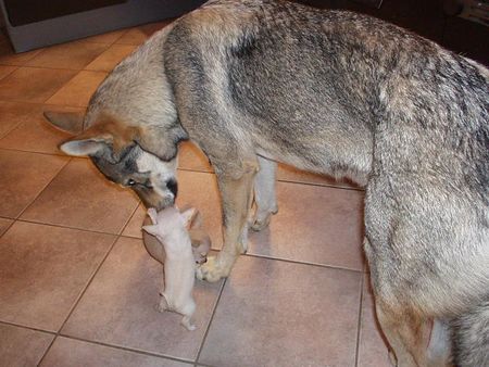Tschechoslowakischer Wolfhund Hunde Foto 1431 Tschechoslowakischer Wolfhund Unsere TWH Isis Mit Chihuahua+ Mischlingen