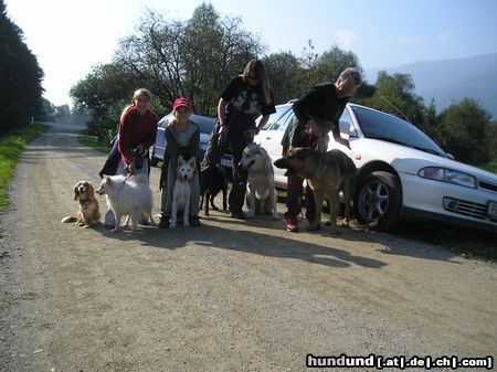 Tschechoslowakischer Wolfhund Hunde Foto 15212 Tschechoslowakischer Wolfhund