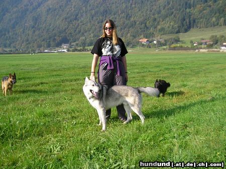 Tschechoslowakischer Wolfhund Hunde Foto 15214 Tschechoslowakischer Wolfhund