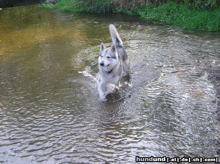 Tschechoslowakischer Wolfhund Hunde Foto 15216 Tschechoslowakischer Wolfhund