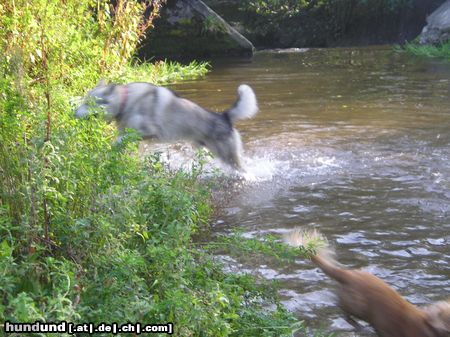 Tschechoslowakischer Wolfhund Hunde Foto 15218 Tschechoslowakischer Wolfhund