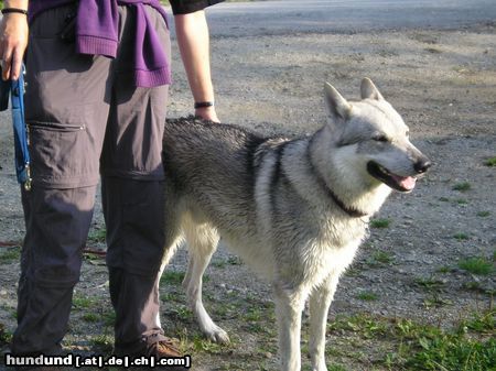 Tschechoslowakischer Wolfhund Hunde Foto 15217 Tschechoslowakischer Wolfhund