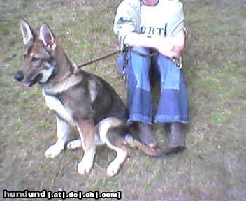 Tschechoslowakischer Wolfhund Hunde Foto 16206 Tschechoslowakischer Wolfhund Hündin Sina