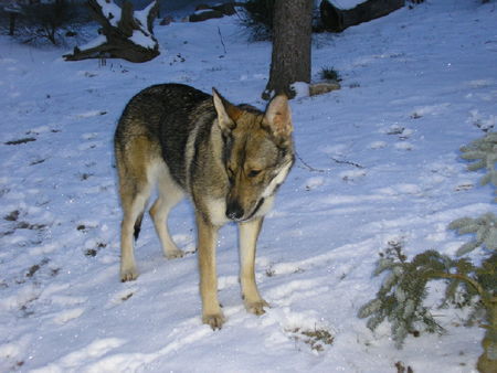 Tschechoslowakischer Wolfhund