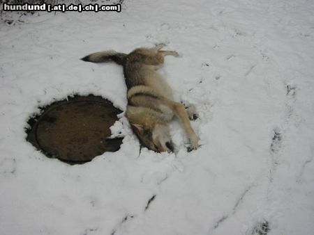 Tschechoslowakischer Wolfhund Hunde Foto 11072 Tschechoslowakischer Wolfhund Falki im Schnee