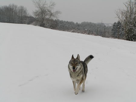 Tschechoslowakischer Wolfhund Laika