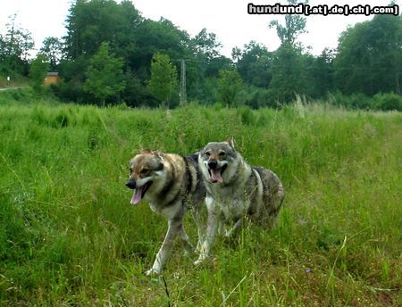 Tschechoslowakischer Wolfhund Hunde Foto 12615 Tschechoslowakischer Wolfhund Laika und Casio