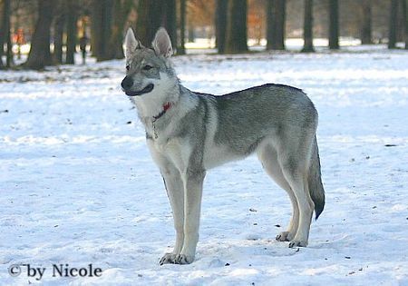 Tschechoslowakischer Wolfhund Hunde Foto 28763 Tschechoslowakischer Wolfhund Prater 15.01.06