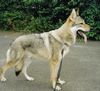 Tschechoslowakischer Wolfhund Hund